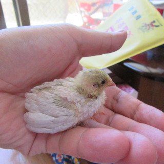 姫うずらのヒナがかえりました！