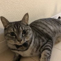 桃太