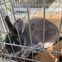 ハイちゃん