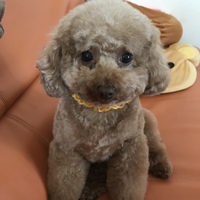 チョコ