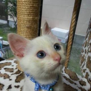 白猫☆男の子
