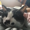 おやすみぶうちゃん。