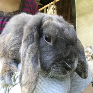 ドワーフロップイヤーの関根くん