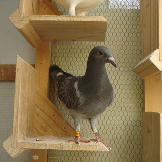 レース鳩の里親さん募集