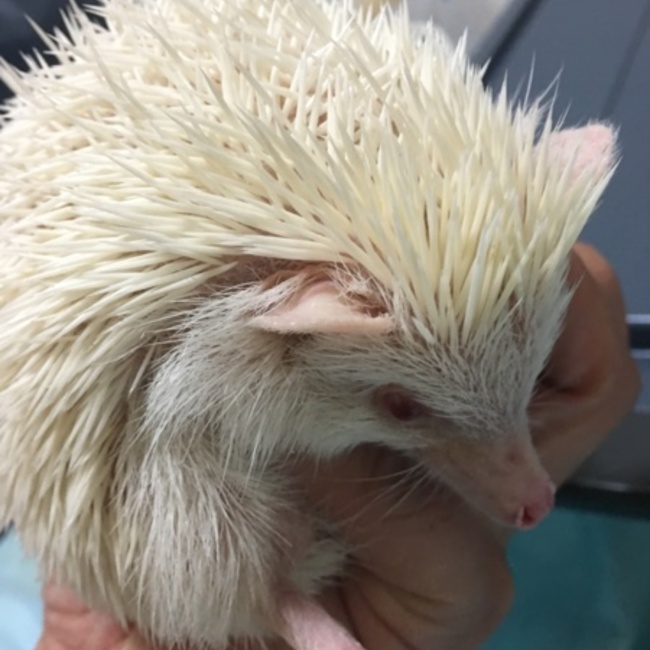 タワシタワシのカバー写真