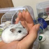 たまゅ