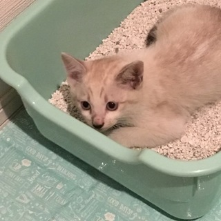 ◆ラグドール風 モコちゃん 子猫 ◆