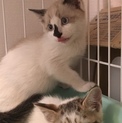 ◆美猫のコアラくん 子猫 ラグドール風◆
