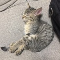 愛情たっぷりの子猫