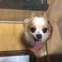 12歳のチワワの里親募集
