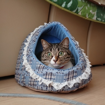 福にゃん、新しいベッド気に入ってくれましたか？