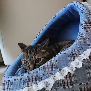 おおっ、ひまわり！ベッドに入ってくれたのね～。その使い方、正しい！！君は正しい！