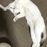 なな