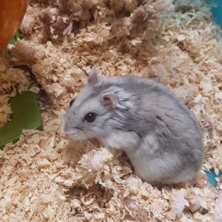 ジャンガリアンハムスター　ブルーサファイア