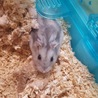 ジャンガリアンハムスター　ブルーサファイア サムネイル6