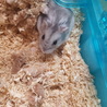 ジャンガリアンハムスター　ブルーサファイア サムネイル7
