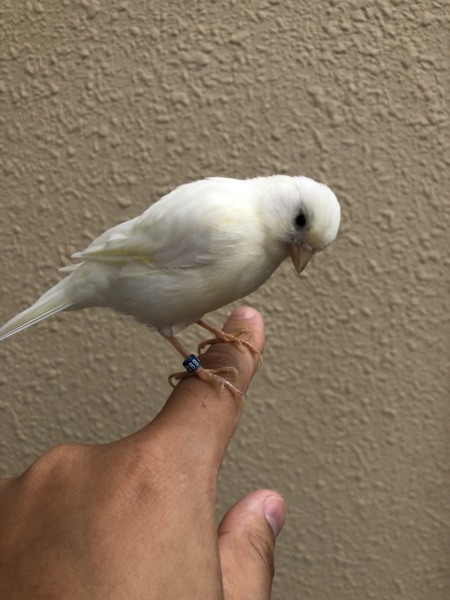 白カナリア 手乗りです」福岡県 - 鳥の里親募集(215572) :: ペットの 