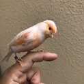 赤カナリヤ 手乗りです