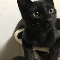 くろみ