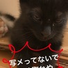 の写真