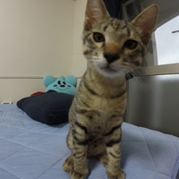 まや