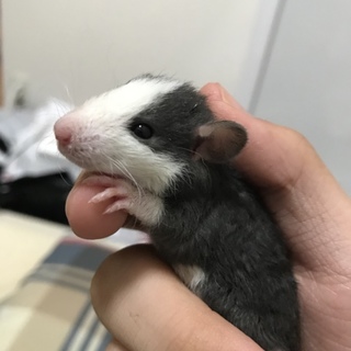 ファンシーラット(ベビー)