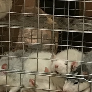 ファンシーラット(アダルト)