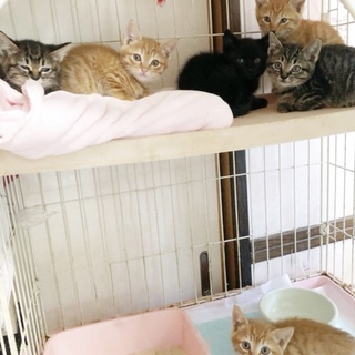 可愛い6つ子の兄妹です。