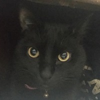 ショコラ