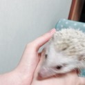 子供ハリネズミ(白)の里親募集