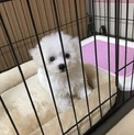 応募多数の為受付を一時停止