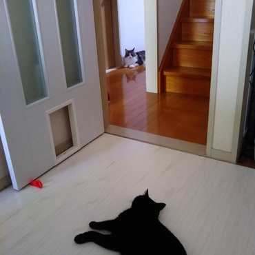 視線の先にはツナ