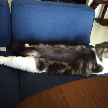 最近この姿かへそ天のツナ