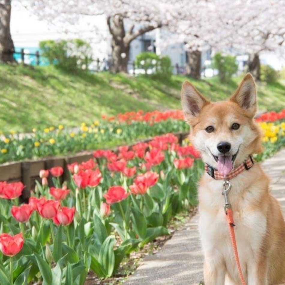 こはくのカバー写真