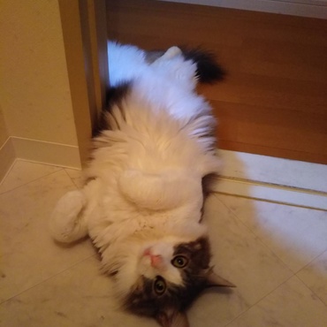 ママ待ち中へそ天のツナちゃん