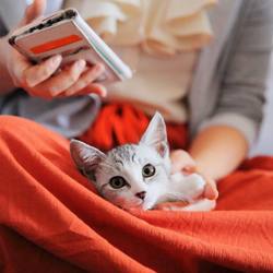 ホゴネコ里親会@東京ドームシティ