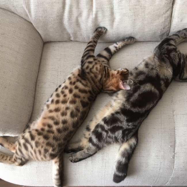 眞雄ママのカバー写真
