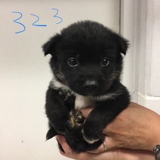里親決定しました。