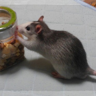 おやつおねだり