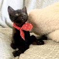 ダイヤちゃん♡※情報更新のため新規再投稿してます！