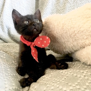 ダイヤちゃん♡※情報更新のため新規再投稿してます！