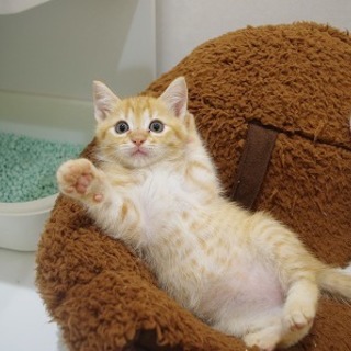 とっても可愛い茶トラの男の子です