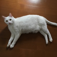 ましまろ