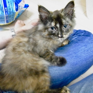 美ゴージャス＆艶やか！ほわほわ長毛サビ・ミニョン