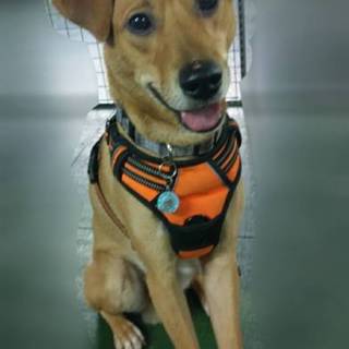 中型犬ミックス 男の子