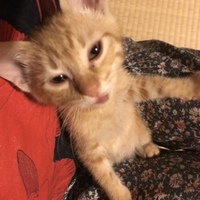 茶々丸