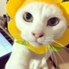 の写真