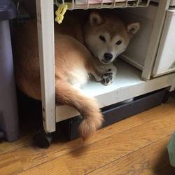 葵の独り言(*˘︶˘*)②