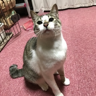 甘えん坊ルイくん
