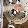 ラスト子犬５兄弟写真